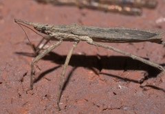 Pygolampis pectoralis