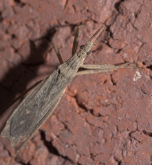 Pygolampis pectoralis