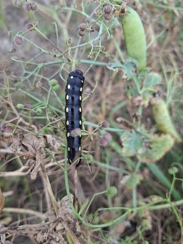 Bedstraw Hawkmoth