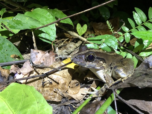 Limnonectes blythii observed 2026-07-31
