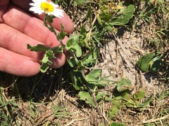 Aphanostephus skirrhobasis