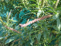 Phytolacca icosandra