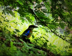 Pitta moluccensis
