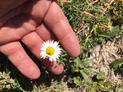 Aphanostephus skirrhobasis