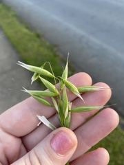 Avena sativa