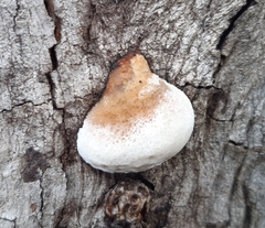 Hexagonia vesparia