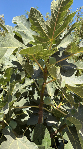 common fig