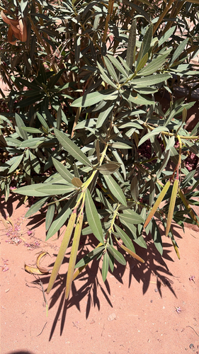 oleander