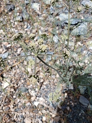 Lomatium macrocarpum