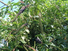Phytolacca icosandra