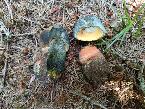 Dotted Stem Bolete