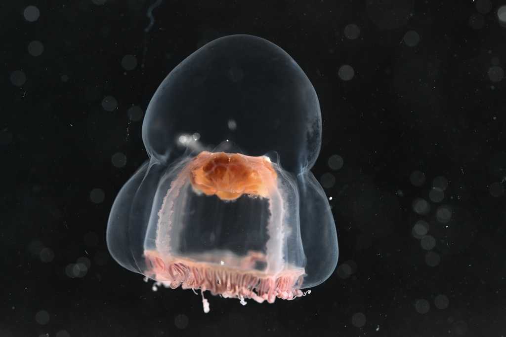 Catablema multicirratum