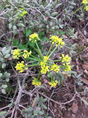 Tauschia kelloggii