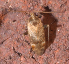 Hamatophylus guttulosus