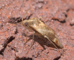 Hamatophylus guttulosus