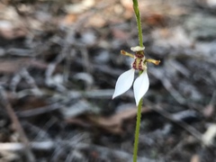Eriochilus dilatatus