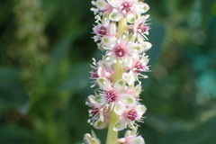 Phytolacca icosandra
