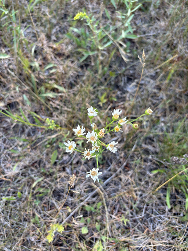 white flat-topped goldenrod