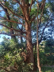 Eucalyptus botryoides