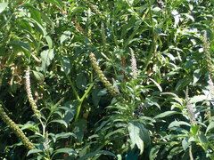 Phytolacca icosandra