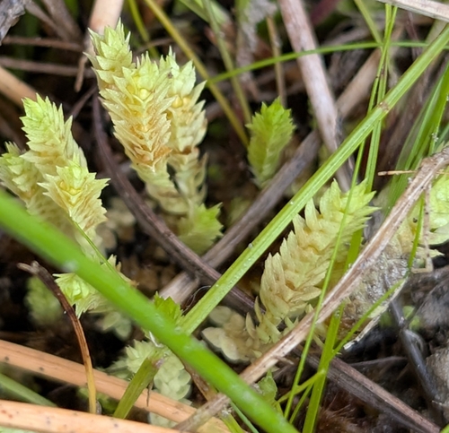 Selaginella eclipes, photograph 4