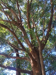 Eucalyptus botryoides
