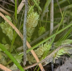 Selaginella eclipes, photograph (c) Alan Prather, some rights reserved (CC BY)