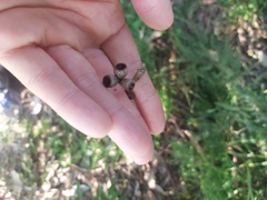 Eucalyptus botryoides