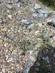 Lomatium macrocarpum