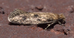 Niditinea fuscella