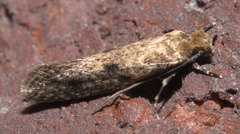Niditinea fuscella