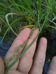 Carex decomposita