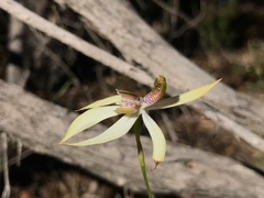 Praecoxanthus aphyllus