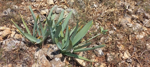 Illyrian Star Lily