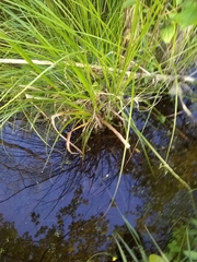 Carex decomposita