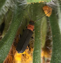 Cyrtomoptera