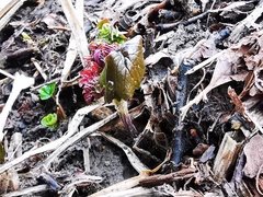 Parasenecio kamtschaticus