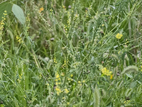 Melilotus suaveolens observed 2026-07-31