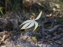 Praecoxanthus aphyllus