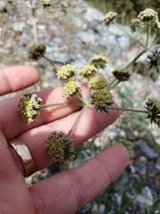 Lomatium macrocarpum