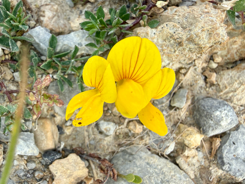 Lotus alpinus, photograph 3