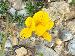 Lotus alpinus, photograph author not stated, no rights reserved