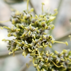 Lomatium macrocarpum