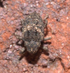 Eubulus obliquefasciatus