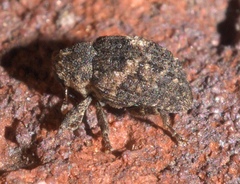 Eubulus obliquefasciatus