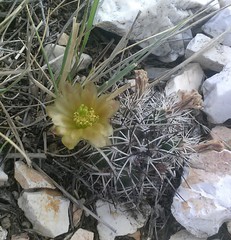 Echinocereus davisii