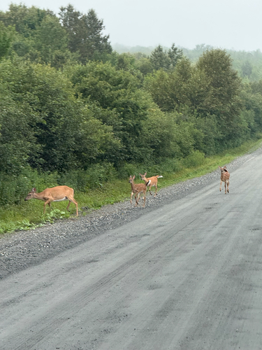 White-tailed Deer