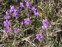 Phlox caespitosa