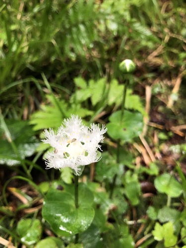 Parnassia foliosa iNat (1)