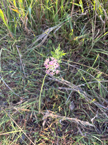 Prairie Onion